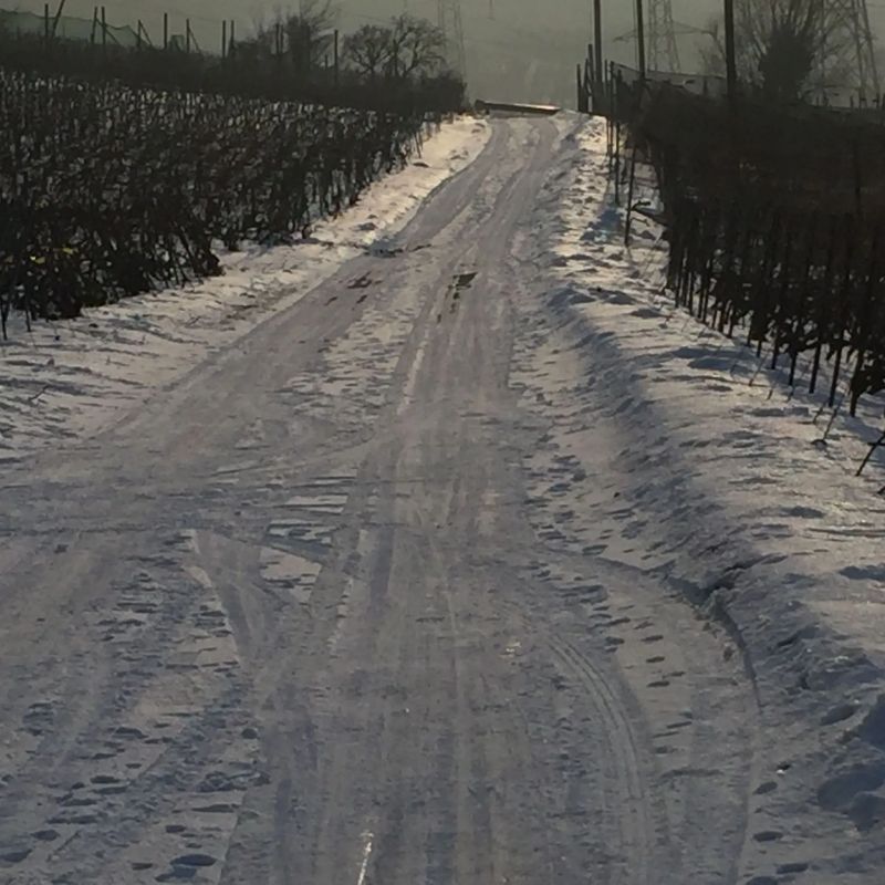 Une route enneigée avec des arbres des deux côtés