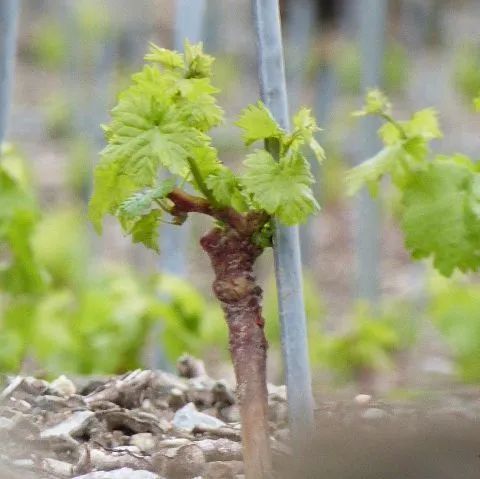 Une petite plante pousse hors du sol à côté d'un poteau métallique.