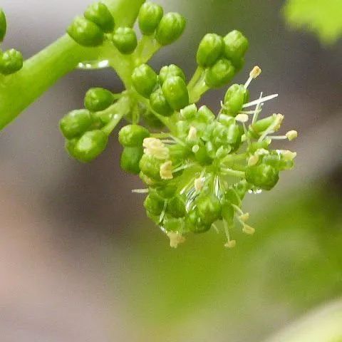 Un gros plan d'une fleur verte avec un centre jaune