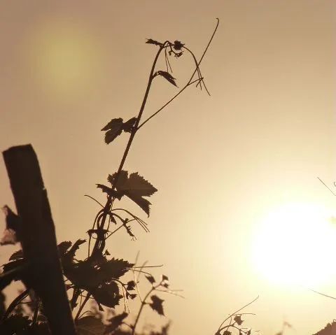 Une silhouette d'une plante sur un ciel de coucher de soleil
