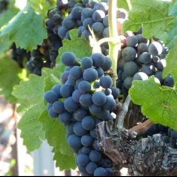 Une grappe de raisin suspendue à une vigne avec des feuilles vertes