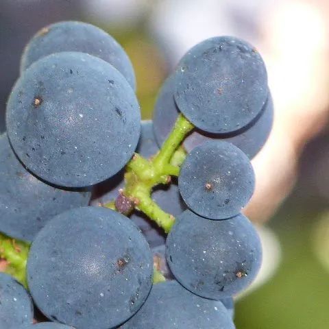Une grappe de raisin bleu avec une tige verte
