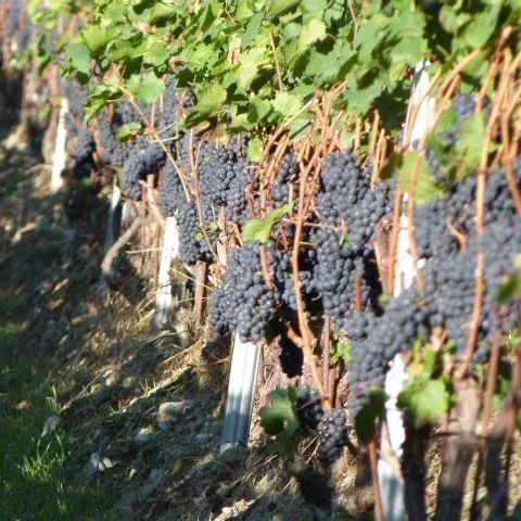 Une grappe de raisin pousse sur une vigne