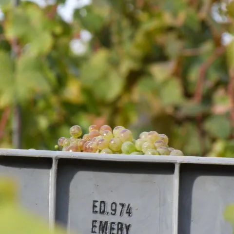 Une grappe de raisin est posée sur un récipient.
