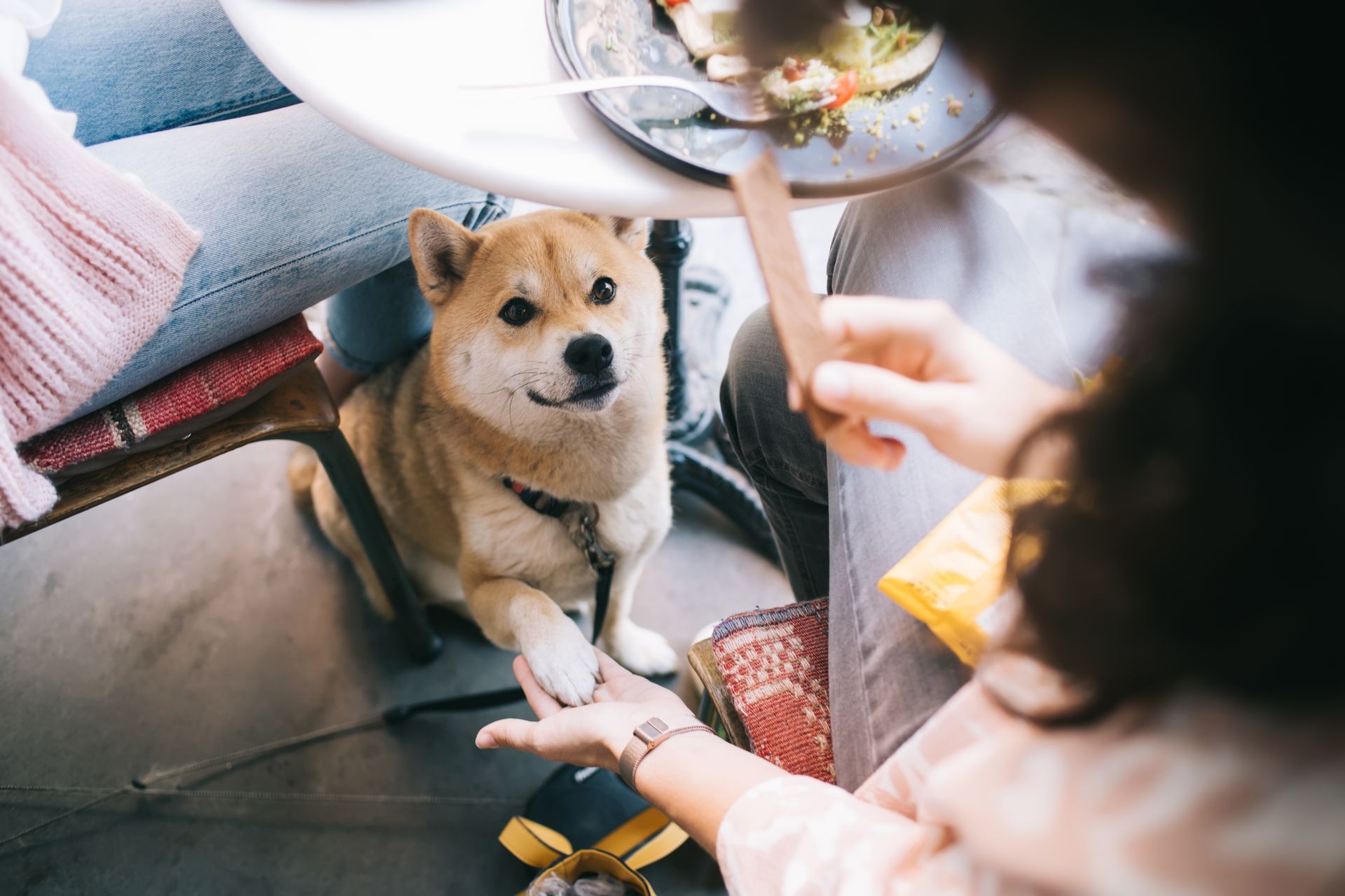 Table agencée pour un chien au restaurant.