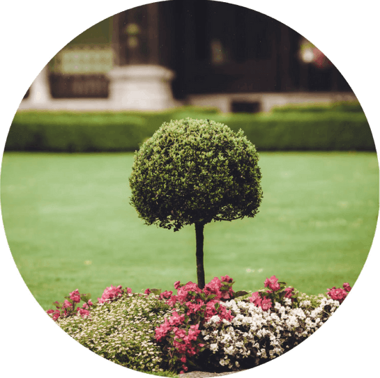 gepflegte Gartenanlage mit einem Hochstamm Buchsbaum