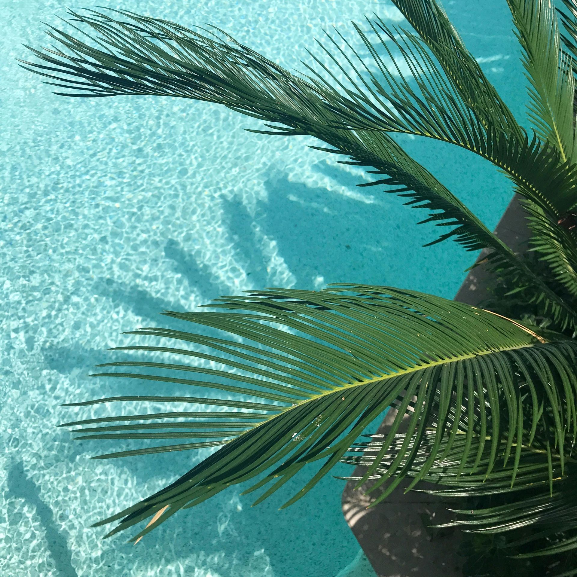 A palm tree in front of a swimming pool