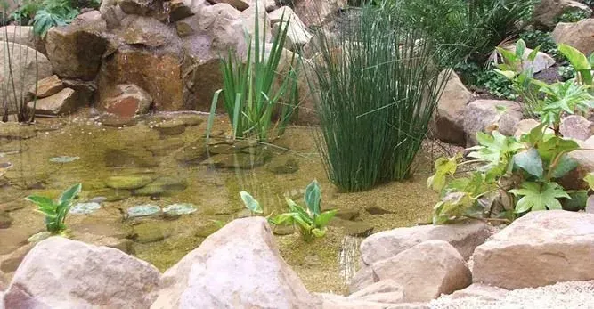 Un estanque rodeado de rocas y plantas en un jardín.