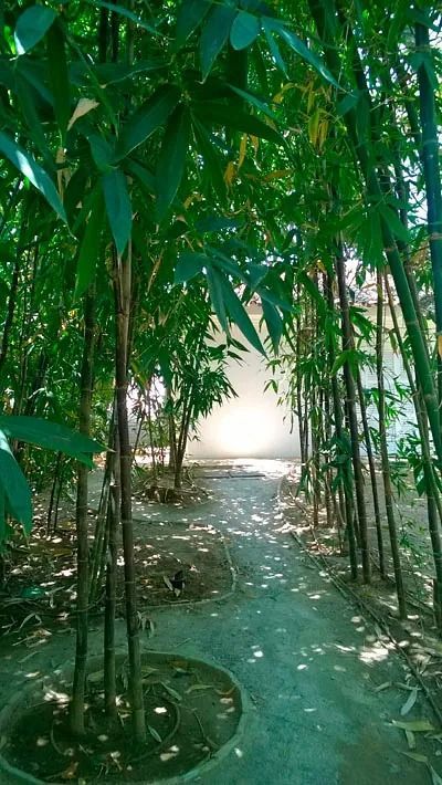 Un camino rodeado de árboles de bambú que conduce a un edificio.