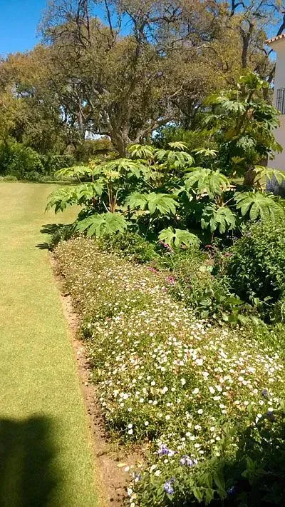 Un exuberante jardín verde lleno de muchas plantas y árboles.