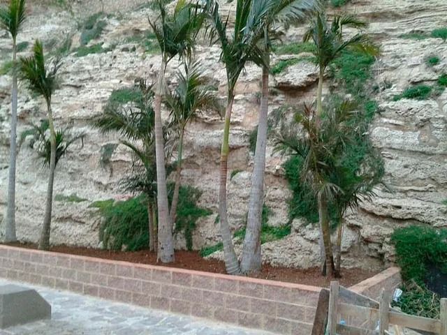 Una hilera de palmeras creciendo en una pared de ladrillos.