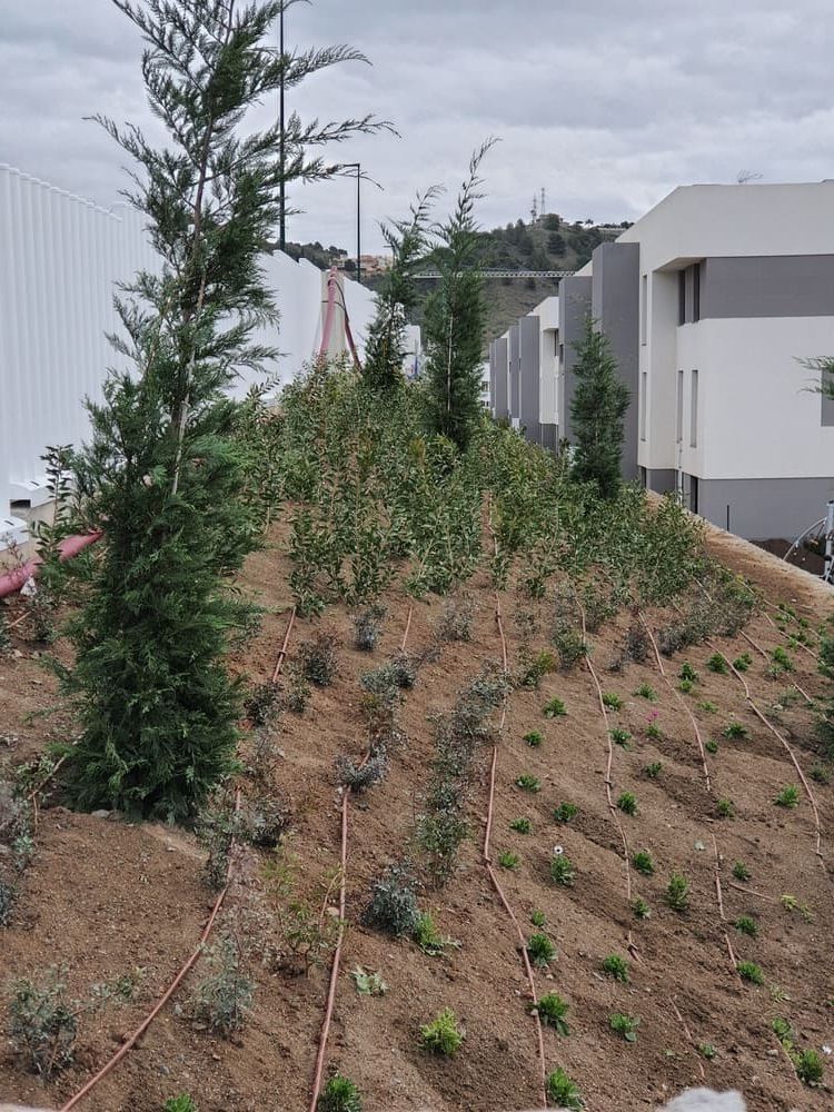 Muchos árboles crecen en una colina frente a un edificio.