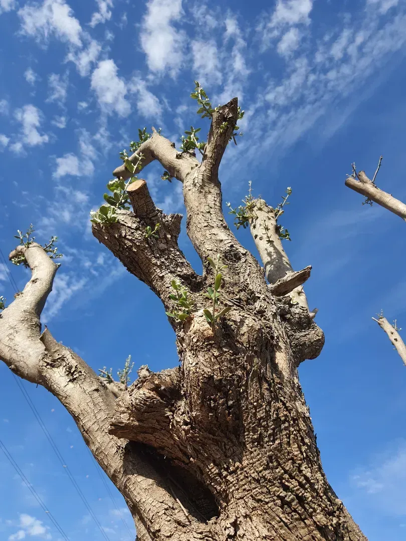 Mirando hacia un árbol con un cielo azul de fondo