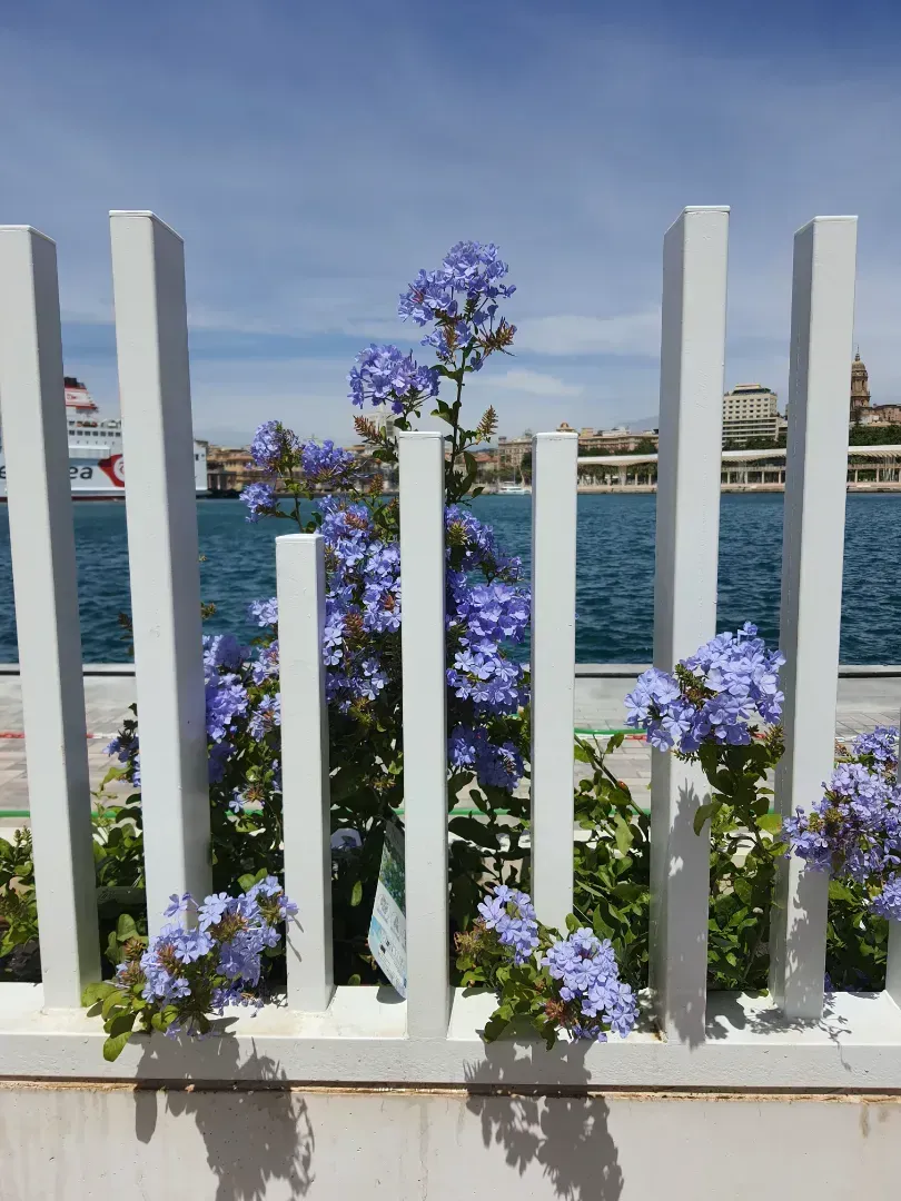 Detrás de una valla blanca crecen flores moradas.
