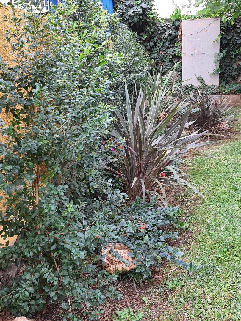 Un jardín lleno de muchas plantas y arbustos.