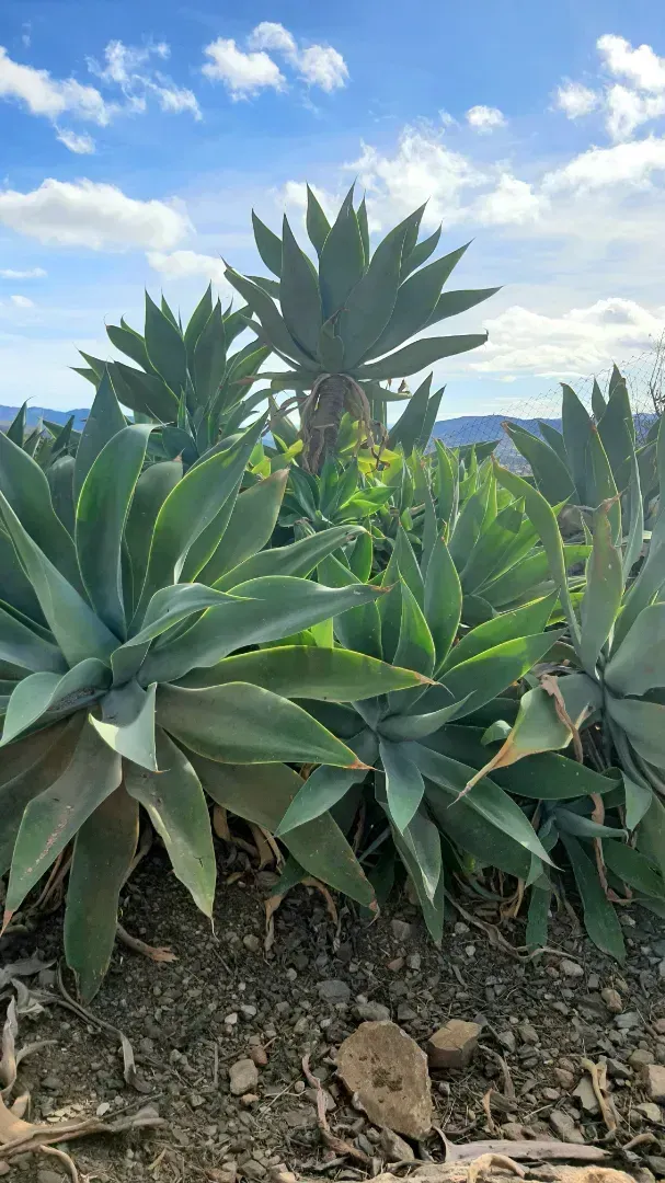 Un grupo de plantas de agave creciendo en un campo con un cielo azul en el fondo.