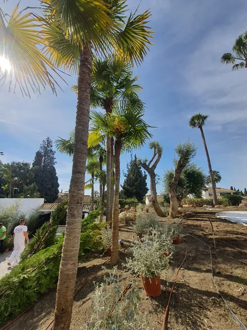 Una hilera de palmeras en un jardín en un día soleado.