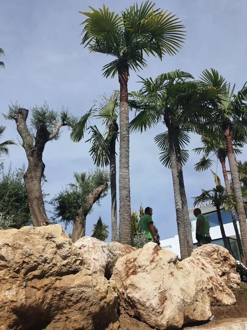 Un grupo de palmeras situadas en la cima de una colina rocosa.