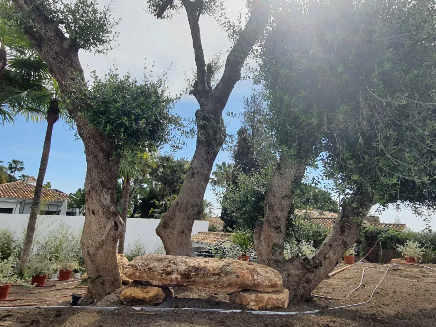 Un grupo de árboles en un patio con un edificio blanco al fondo.