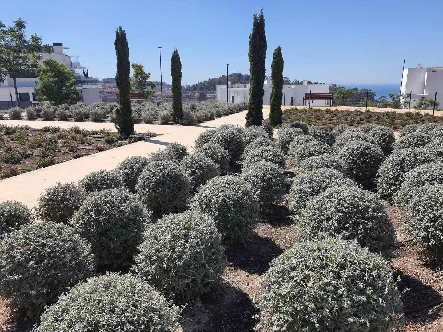 Un jardín con muchos arbustos y árboles