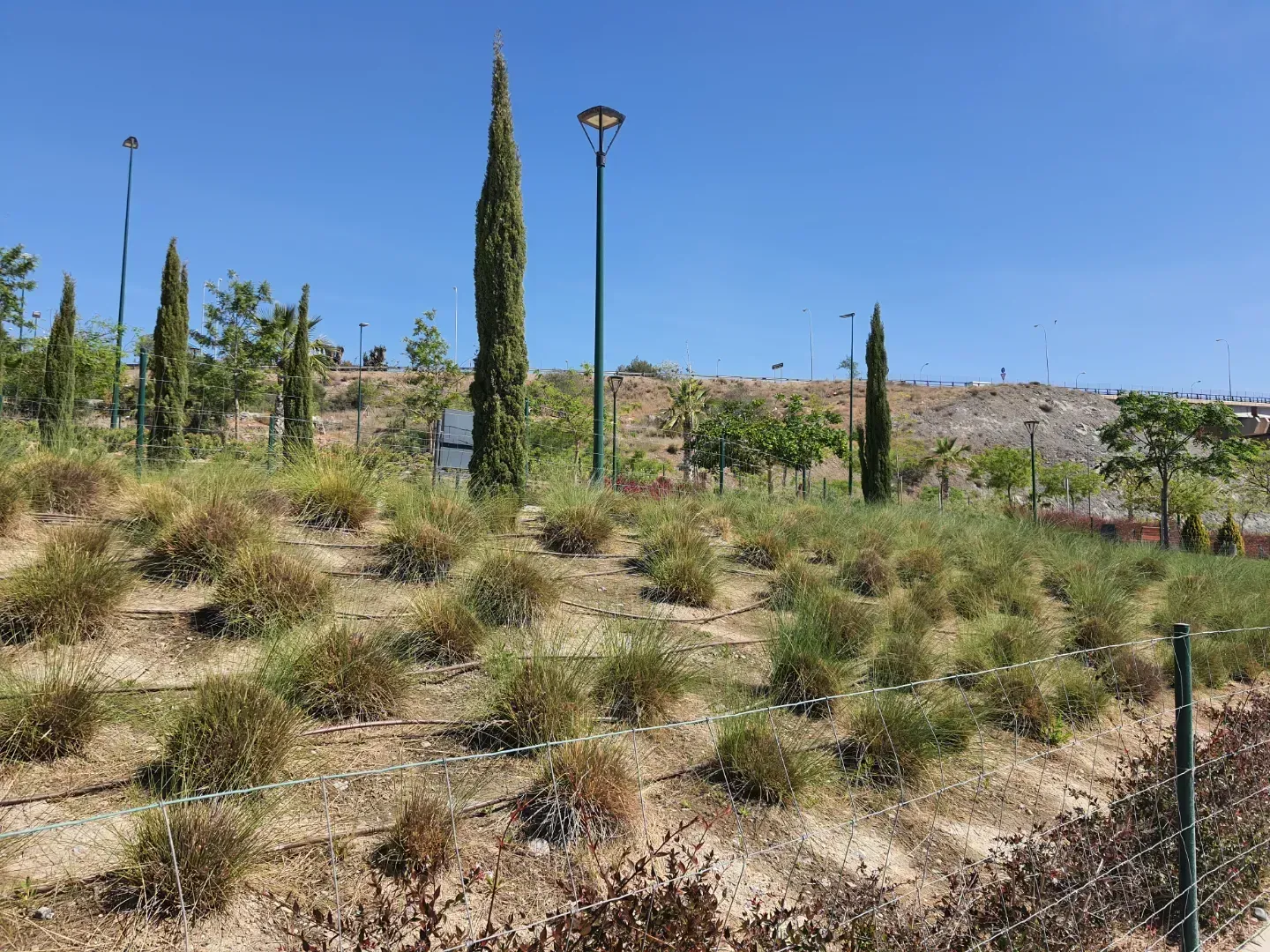 Un parque con mucho césped y árboles.