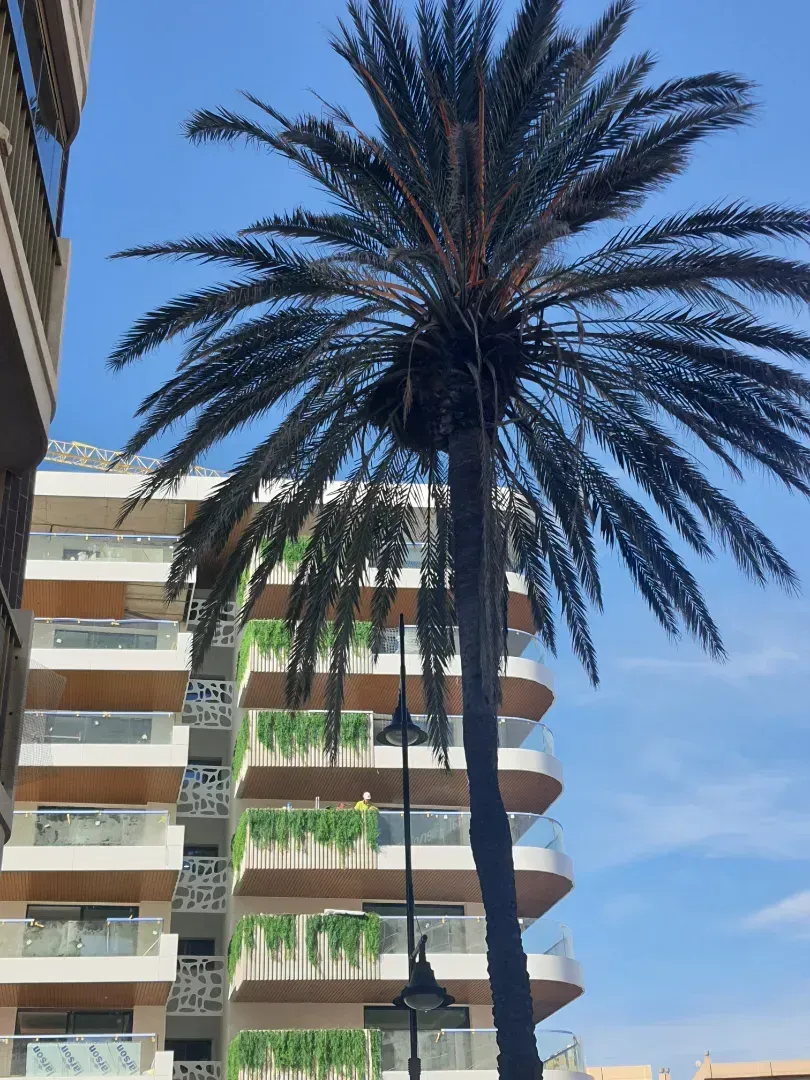 Una palmera frente a un edificio con balcones