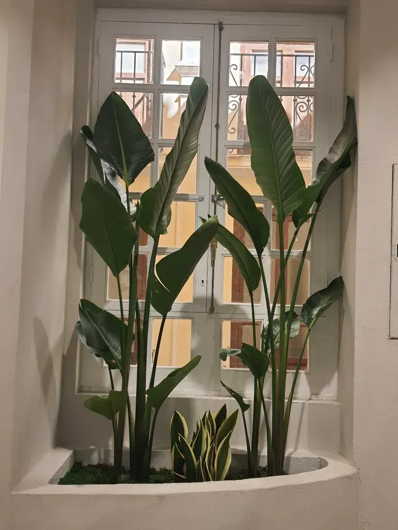 Una ventana con una planta en maceta delante de ella.