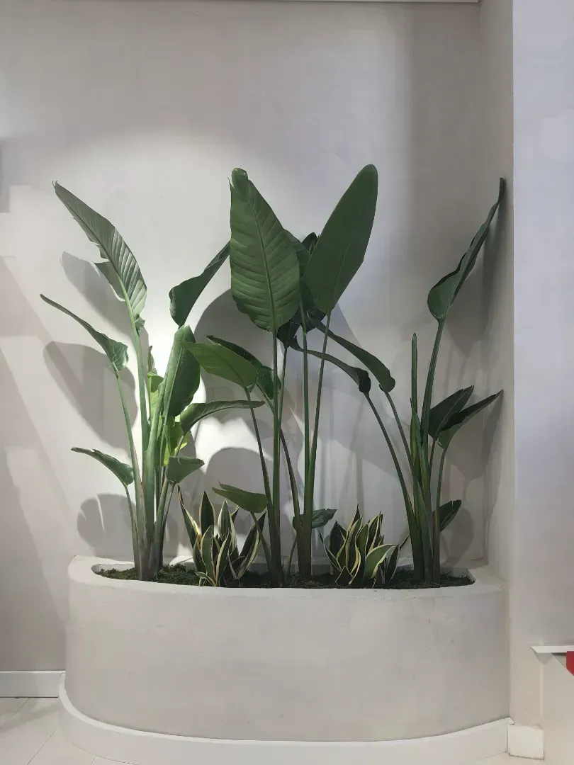 Una jardinera blanca llena de muchas plantas verdes.