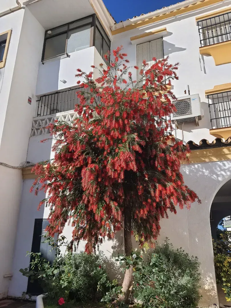 Un árbol con flores rojas está delante de un edificio blanco.