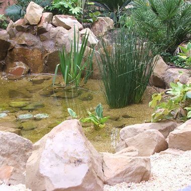 Un estanque rodeado de rocas y plantas en un jardín.