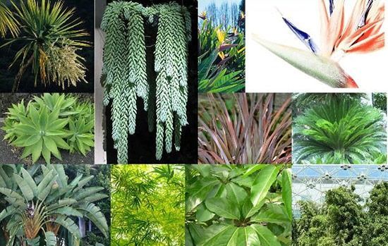 Un collage de imágenes de diferentes tipos de plantas.