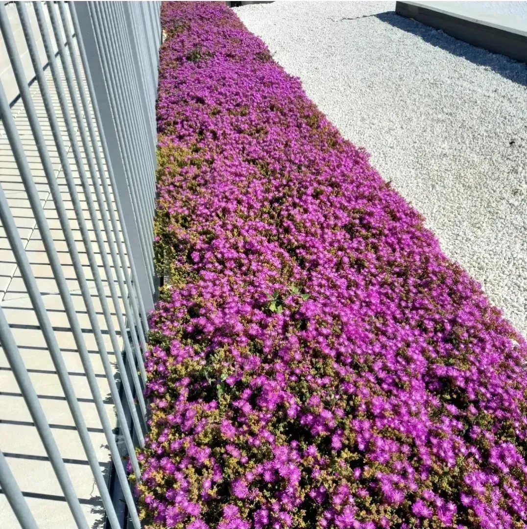 Una hilera de flores moradas junto a una valla.