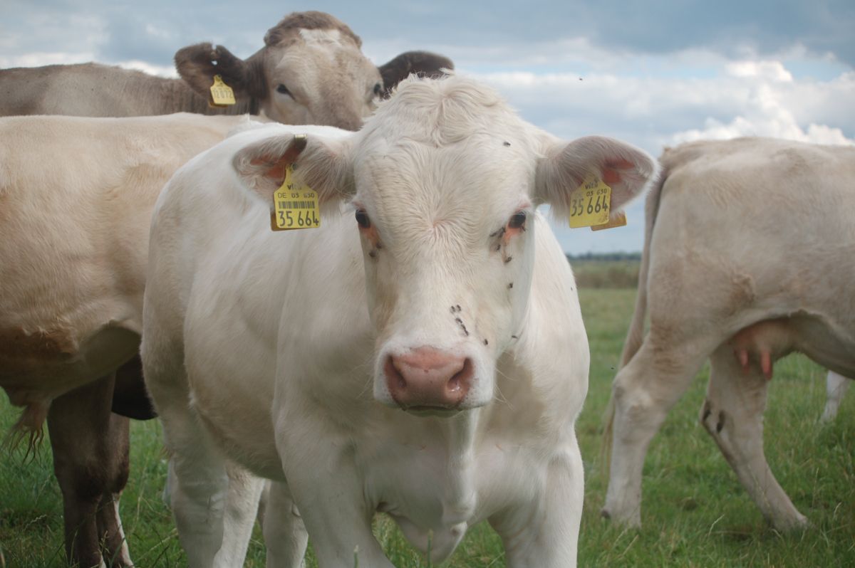 Eine Herde Kühe steht auf einer Wiese und schaut in die Kamera.