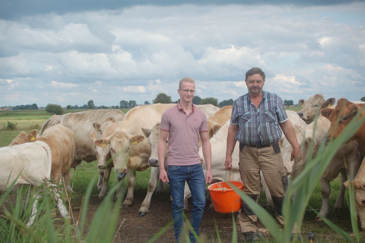 Zwei Männer stehen neben einer Herde Kühe auf einem Feld.
