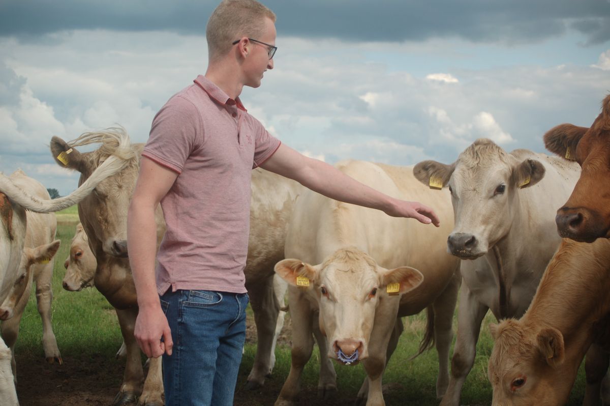 Ein Mann streichelt eine Kuh auf einer Weide.