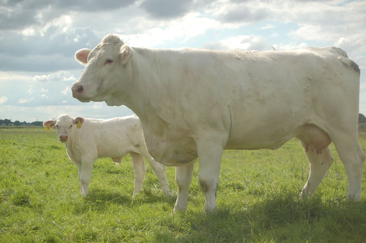 Eine Kuh und ein Kalb stehen auf einer Wiese.