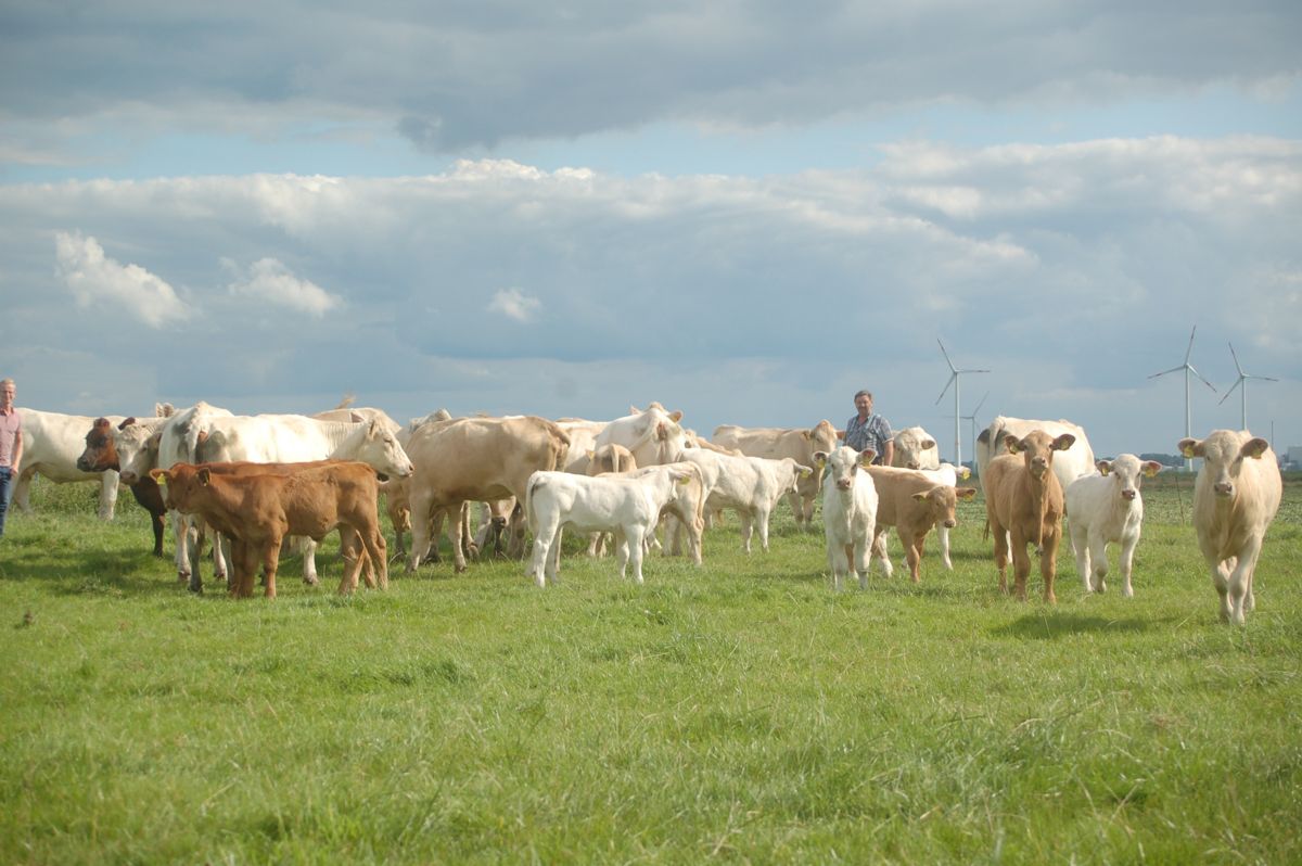 Eine Herde Kühe steht auf einer Wiese.