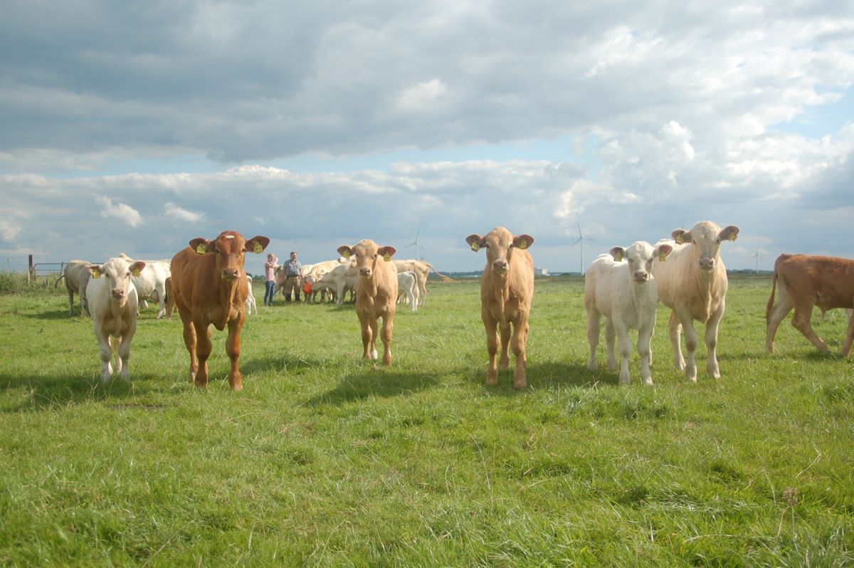 Eine Herde Kühe steht auf einer Wiese.