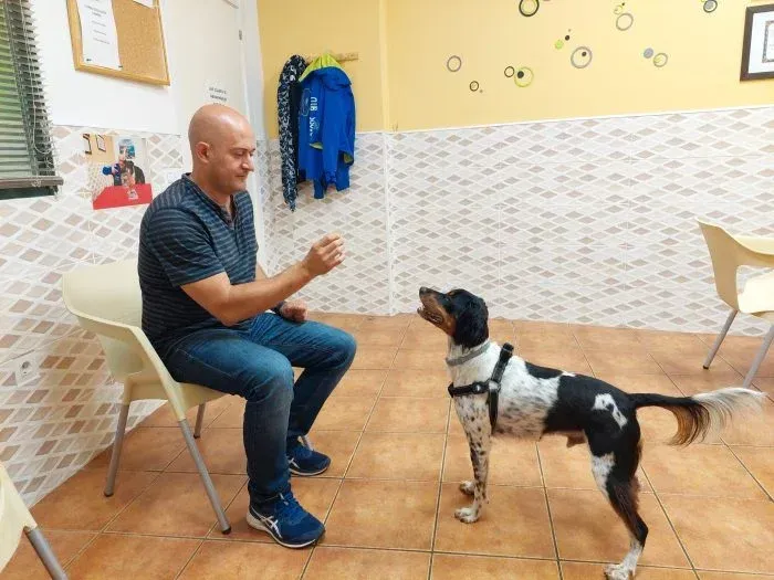 Hombre sentado entrenando a un perro blanco y negro en el interior, ofreciéndole una golosina.