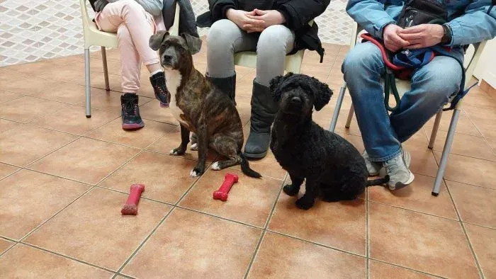 Dos perros están sentados cerca de sus dueños en sillas; en el suelo hay juguetes rojos con forma de hueso.