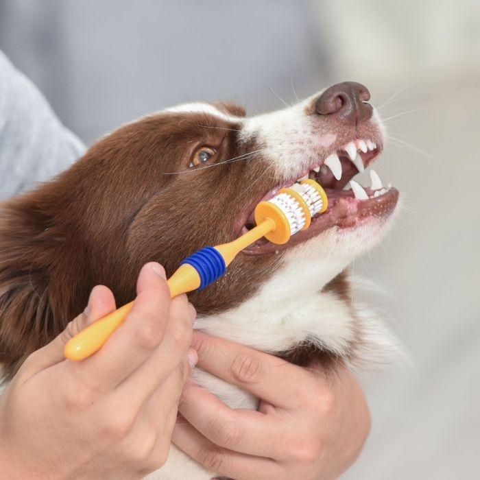Perro sostenido mientras alguien le cepilla los dientes con un cepillo de dientes amarillo y azul.