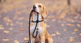 Perro beagle sentado, sosteniendo una correa negra en la boca, pelaje marrón y blanco, entorno al aire libre.