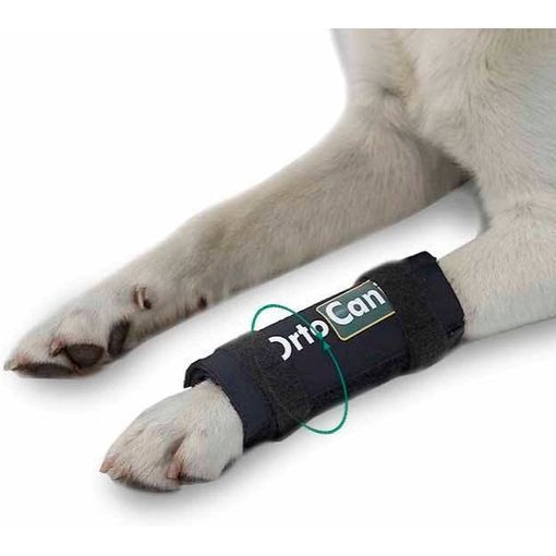 Pata de perro con soporte ortopédico negro de OrtoCan, probablemente para lesiones o para apoyar las articulaciones.