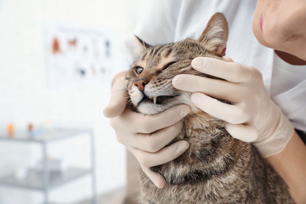 Veterinario examina los dientes de un gato atigrado en una sala de exámenes; el gato tiene los ojos cerrados y el veterinario usa guantes.