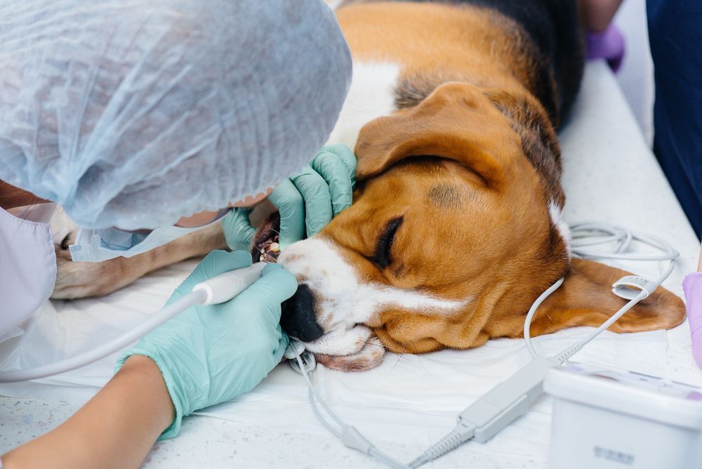 Beagle recibiendo una limpieza dental en el consultorio de un veterinario; el veterinario sostiene herramientas y el perro está acostado en una mesa.
