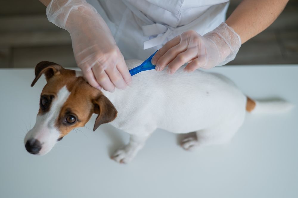 Persona con guantes quitando una garrapata a un perro blanco y marrón sobre una mesa blanca.