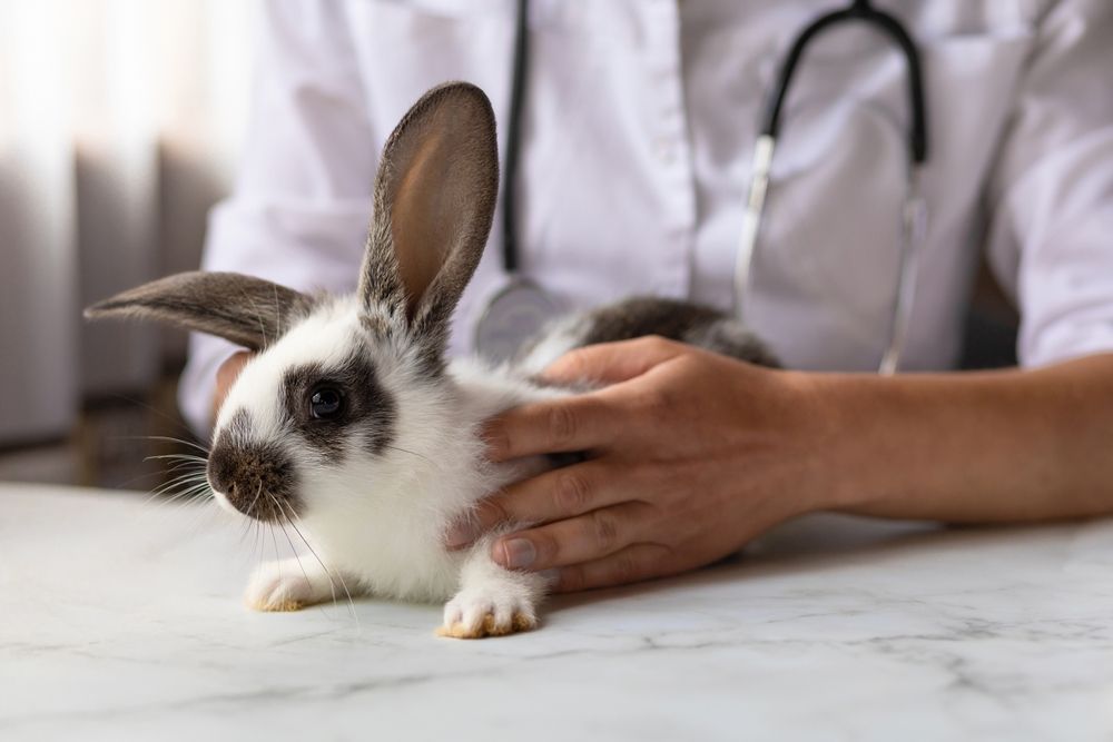Veterinario examinando un conejo blanco y negro con un estetoscopio alrededor del cuello.