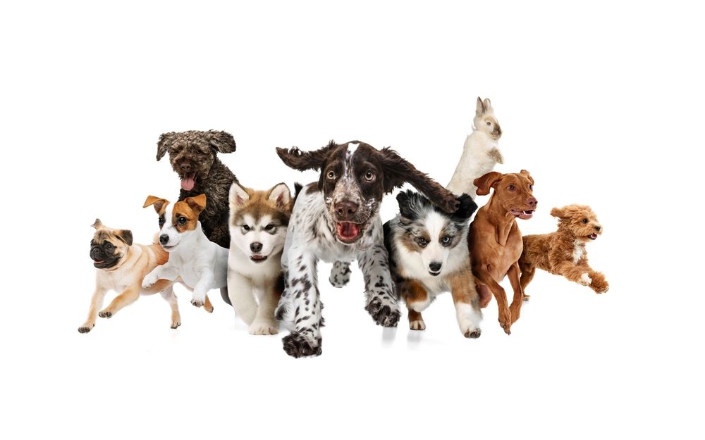 Grupo de varias razas de perros corriendo hacia adelante sobre un fondo blanco.