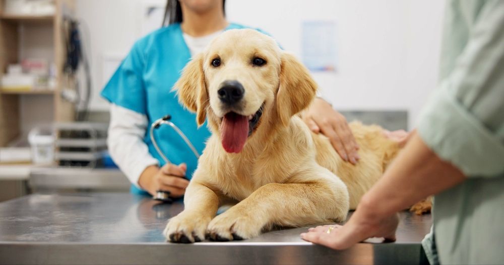 Golden retriever en el consultorio del veterinario, siendo acariciado por una persona, mientras un médico con uniforme lo examina.