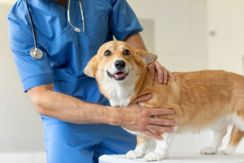 Un veterinario con uniforme azul examina a un corgi feliz en una mesa de examen.